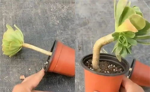 老桩花盆底下垫高，如何拆分