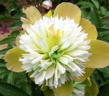 芍药花如何进行科学的栽培与养护，才能保证其花朵鲜艳、花期延长