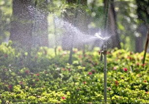 浇水，也有“讲究”