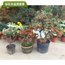 紫薇下山桩养护攻略，轻松养殖成爆款！