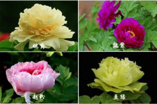 菏泽牡丹花期预测？今年赏花地点推荐是哪里