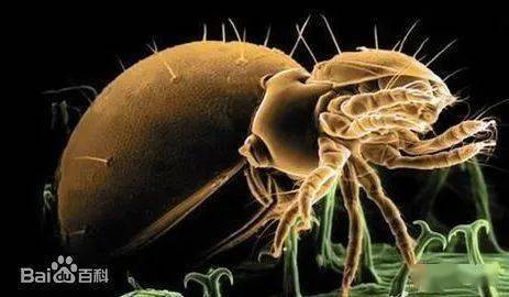 甲维虫螨腈虱螨脲：广谱杀虫剂， 适用范围广泛