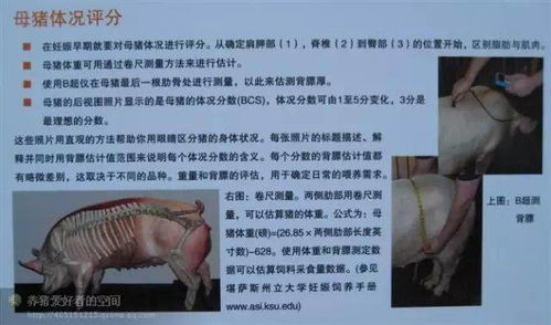 三步选留法如何让后备猪选留告别盲目