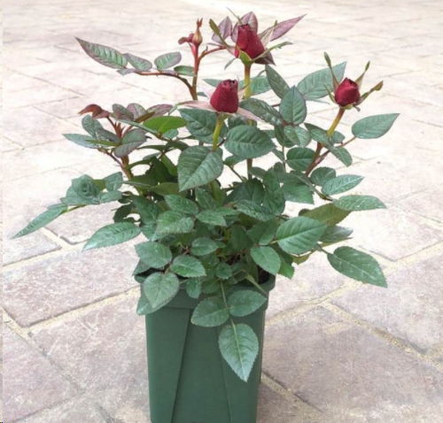 种植盆和土，也要讲究