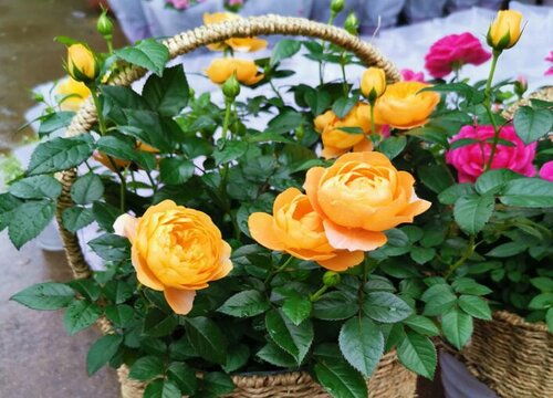 叶片与花茎的区别