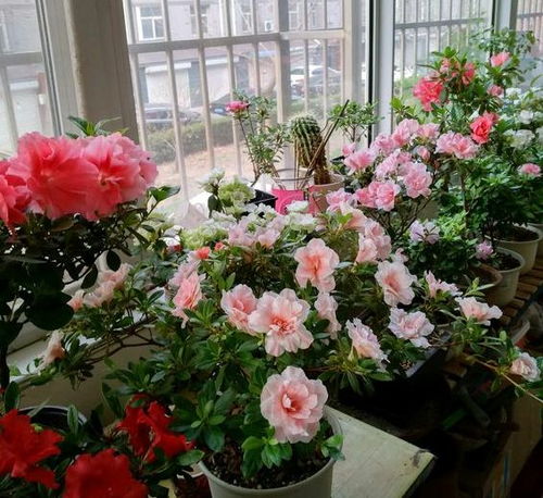 营养土种花效果好不好？老花匠教你正确用法