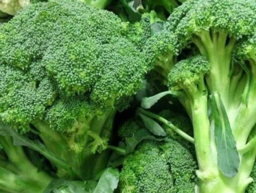 其他蔬菜花的魅力