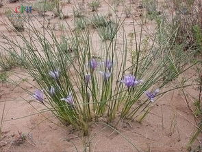 沙冬青：常绿传奇