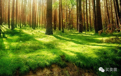 未来市场属于精品苗， 丛生苗质量至关重要