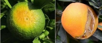 果实裂果的烦恼