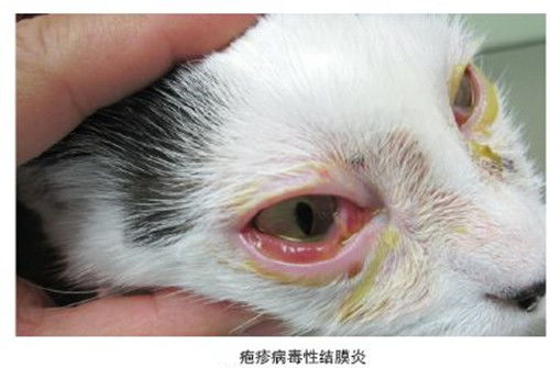 猫咪对菊酯的反应