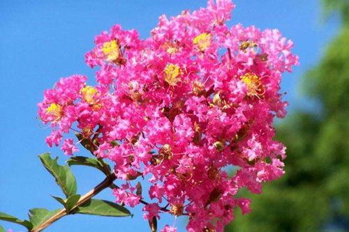 健康紫薇，价值不菲