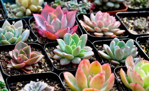 夏季多肉植物浇水方法，如何避免夏季浇水过多导致烂根