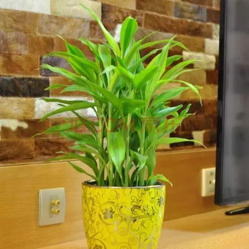 五行属木的植物盆栽，大自然的绿色精灵