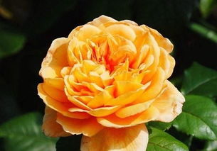 黄色彩绘的藤本奇迹：探寻12款黄色系藤本月季