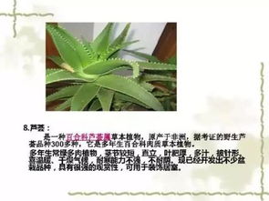 室内植物养护无忧，这份榜单你get了吗