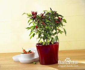 辣椒的辣度与颜色无关