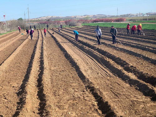 新苗破土， 春意盎然
