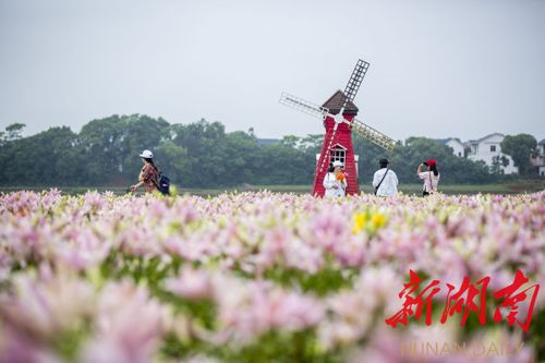 “百合花海浪漫之旅，有哪些景点和活动推荐