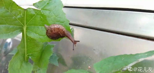 喷洒多菌灵，这法子靠谱吗？