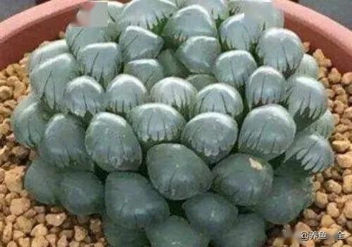 冰灯玉露如何养护才能更晶莹剔透？