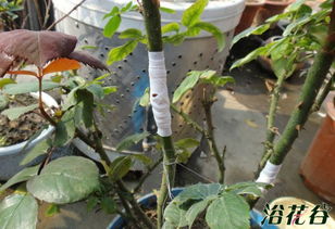 砧木， 要选根系发达的