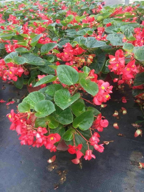 叶子上有水渍怎么办？赶紧来学学这三步抢救法