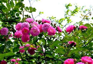 三、 整枝压蔓：合理整枝，让月季生长得geng好