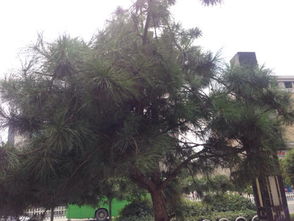 松树的种类繁多