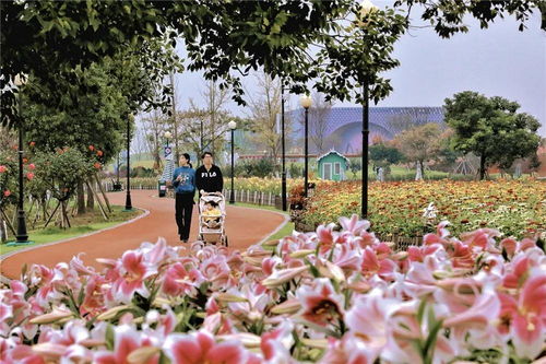 百合花语探友谊永恒，花海共鉴情谊长