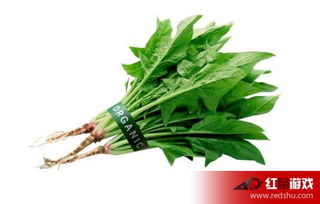 萝卜、 芥菜、蒜苗、韭菜、芹菜：春秋两季的好伙伴