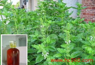 北方芳香植物的芬芳之旅