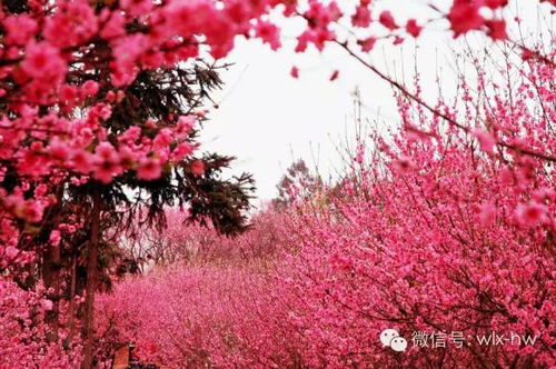 4月桃花香满园，哪种花更胜一筹