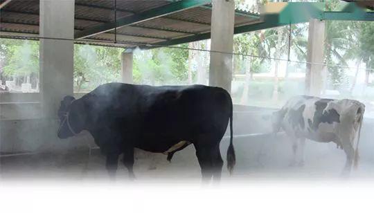 夏季养殖场防暑降温，科学管理