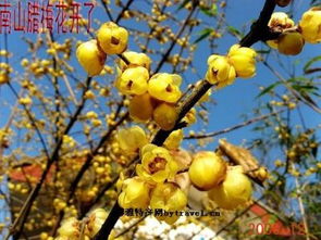 地域、 品种、市场供求，影响价格