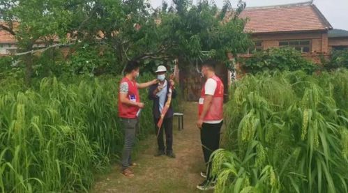 贺州茶油树种植基地：政府补助助力，轻松种出好油！