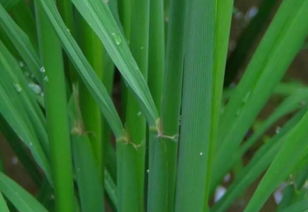 水稻种植中的美甜先正达杀菌剂用量探讨
