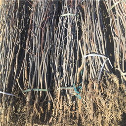 正确的包装和运输