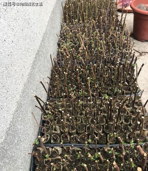 春天来了花卉扦插正当时！