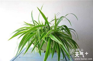 吊兰：室内空气的绿色净化器