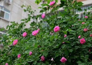 蔷薇花扦插，你选对时间了吗？