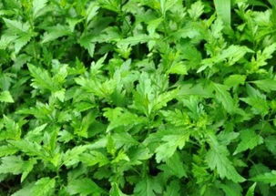 种下去多久嫩见效果？