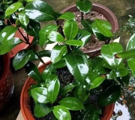 其他原因，叶子也黄