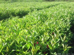 红王子锦带的美与价格