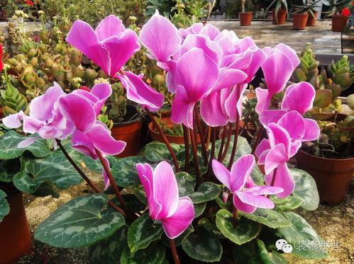 仙客来的毒性及防范措施