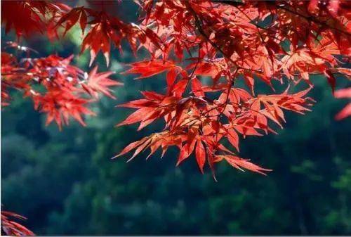 翠菊，寓意坚韧与高洁
