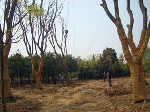 国外观光苗圃的发展历程