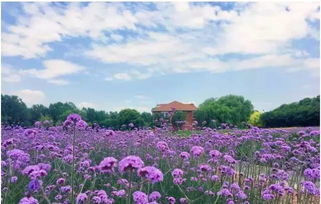 南京植物园的实验