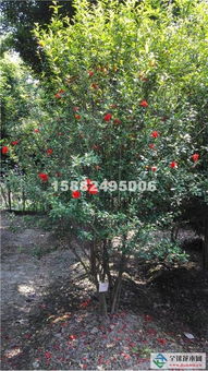 花石榴苗木基地的价格探秘