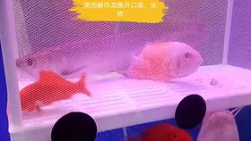 这些隐藏的饲料浪费，真的比我想象中还费钱吗？